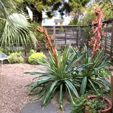 Image result for Belonophora