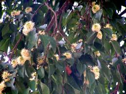 Image result for Pteleopsis anisoptera