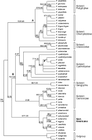 Image result for Ficus amadiensis