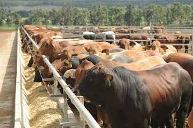 Fg Sets Up Farm Settlements For Herdsmen Politics Nigeria Cattle Ranching Cattle Facility Cattle Farming