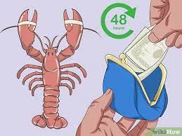 3 Ways To Store Live Lobster Wikihow