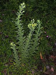 Image result for Eschenbachia stricta