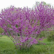 Genre Cercis Espece Chinensis Famille Caesalpiniacees Origine Chine Le Gainier De Chine Est Un Arbuste Au Port Elan Plante Arbuste Arbre Fleuri