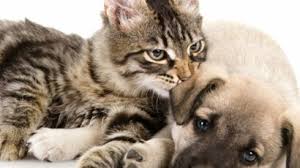 Au cas ou une personne meurt avant son chien peut elle demander à ce qu'il soit enterrer avec elle? Enterrer Son Animal Dans Le Jardin Que Dit La Loi Femme Actuelle Le Mag