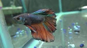 If only i can keep my pet bettas from fin splitting. My New Rose Petal Betta Other Bettas I Could Spawn Youtube