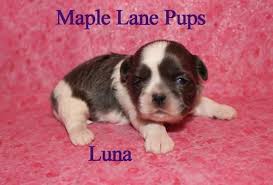 Located in leslie michigan specializing on breeding adorable healthy toy & standard size yorkshire terrier puppies breed only. Luna Stunning Little True Blue Akc Female Shih Tzu Puppy For Sale In Reed City Michigan Classified Americanlisted Com