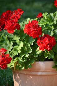 Pin On Adding Crafts To The Gardens