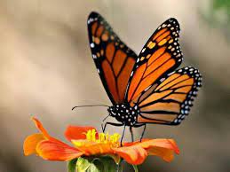 Pin De Trudy De En Butterfly Mariposa Monarca Mariposas Monarca Dibujo Fotos De Mariposas