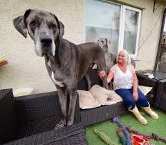 Freddy The Worlds Tallest Dog - About | Facebook