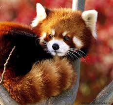 Cute Rare Animals Cute Rare Animals Best Animals Galleries Animals Fluffy Animals Red Panda
