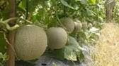 Check spelling or type a new query. Tanam Semanis Rock Melon Youtube