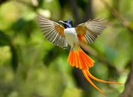 Flying Bird Of Paradise Drawing Bird Of Paradise Flickr Photo Sharing Birds Of Paradise Greater Bird Of Paradise Birds Flying