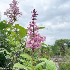 Image result for Syringa prestoniae