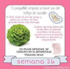 Pin On Bebe Semanaasemana De Gestacion Durante El Embarazo