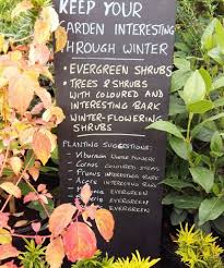 28 best colorful annual flowers that bloom all year round. Winter Interest In The Garden