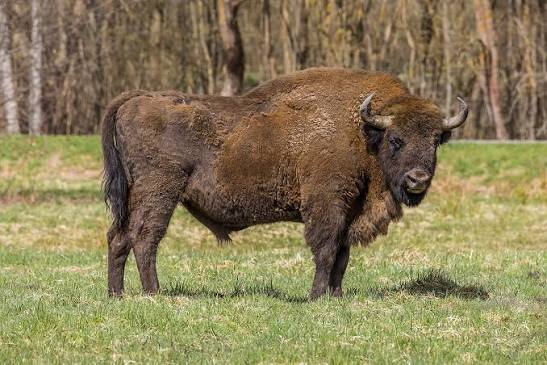 Tập tin:European bison (Bison bonasus) male Białowieza.jpg – Wikipedia tiếng Việt