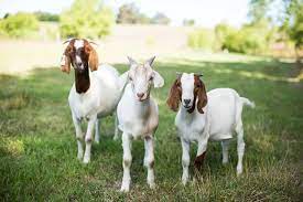 Goat Breeds How To Choose The Best One