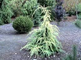 It remains densely upright, spreading to perhaps 5 feet wide , and eventually reaching no more than 8 feet at its widest point. Cedrus Deodara Gold Cascade Dwarf Golden Himalayan Cedar Cedrus Deodara Fairy Garden Plants Dwarf Trees For Landscaping