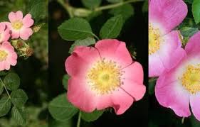 Image result for Laportea mooreana