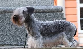 Image result for ČESKÝ TERIÉR