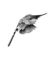 Pencil Bird In Flight Drawing Pencil Drawings Semblance And Bird Series By Von Bird Drawings Pencil Drawings Bird