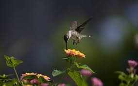 See more hummingbirds in your backyard and garden this summer with these 38 simple tips! Flowers That Attract Hummingbirds