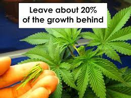 This will ensure that your plants don't end up rootbound. Topping Vs Fiming Cannabis Instruction Guide Grow Weed Easy