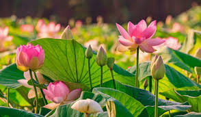 Image result for Lotus discolor