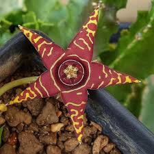 Image result for Orbea maculata