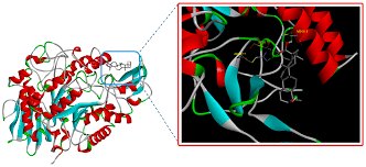Image result for Embelia schimperi