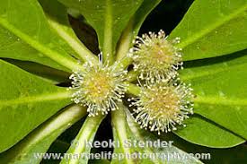 Image result for Conocarpus erectus