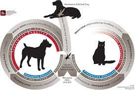 Learn vocabulary, terms and more with flashcards, games and other study tools. Heartworm Life Cycle Illustration American Heartworm Society