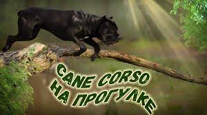 sobaka kane korso na progulke osenyu canecorso cane corso animals panther