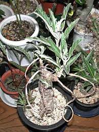 Image result for Pterodiscus aurantiacus