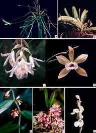 Image result for Taeniophyllum