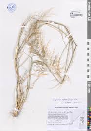 Image result for Eragrostis aspera