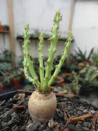 Image result for Euphorbia fanshawei