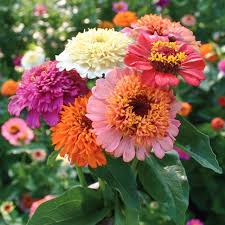 Zinnia Elegans Candy Scabiosa Mix Blumensamen Zinnien Schone Blumen