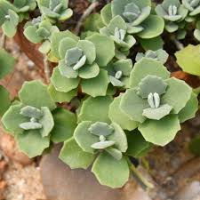 Image result for Kalanchoe velutina