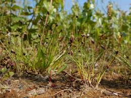 Image result for Isolepis setacea