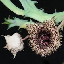 Image result for Huernia hystrix