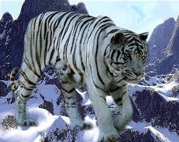 Tigers Are The Largest Members Of The Cat Family White Siberian Tiger Hulan Siberian Tiger Wild Cats Tiger