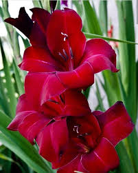 Maybe you would like to learn more about one of these? Jual Umbi Gladiol Merah Red Gladiolus Bibit Bunga Hias Potong Murah Mudah Tumbuh Flowers Bulbs Di Lapak Youniqe Garden Seed Bukalapak