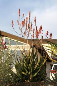 Image result for Euphorbia dawei