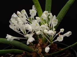 Image result for Podangis dactyloceras