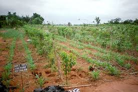 Image result for Millettia thonningii