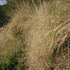 Image result for Pentameris