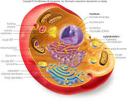 Eukaryotic Cell Structure Eukaryotic Cell Structure Eukaryotic Cell Cell Structure Animal Cell Project