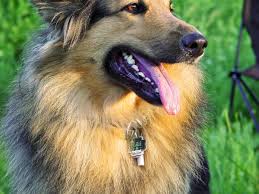 And with pets living in so many households across canada, trusted pet sitters are in high demand. How Much Do Pet Sitters Make Toughnickel