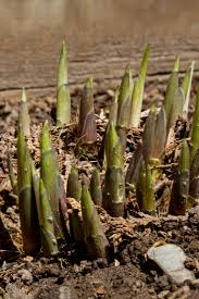 I want to share with you one trick. Fall Hosta Care How To Care For Hosta Plants Before Winter